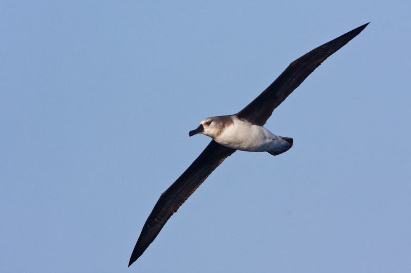 Gray-Headed Albatross In Flight